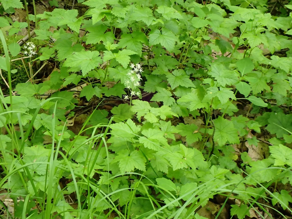 Tiarella Cordifolia