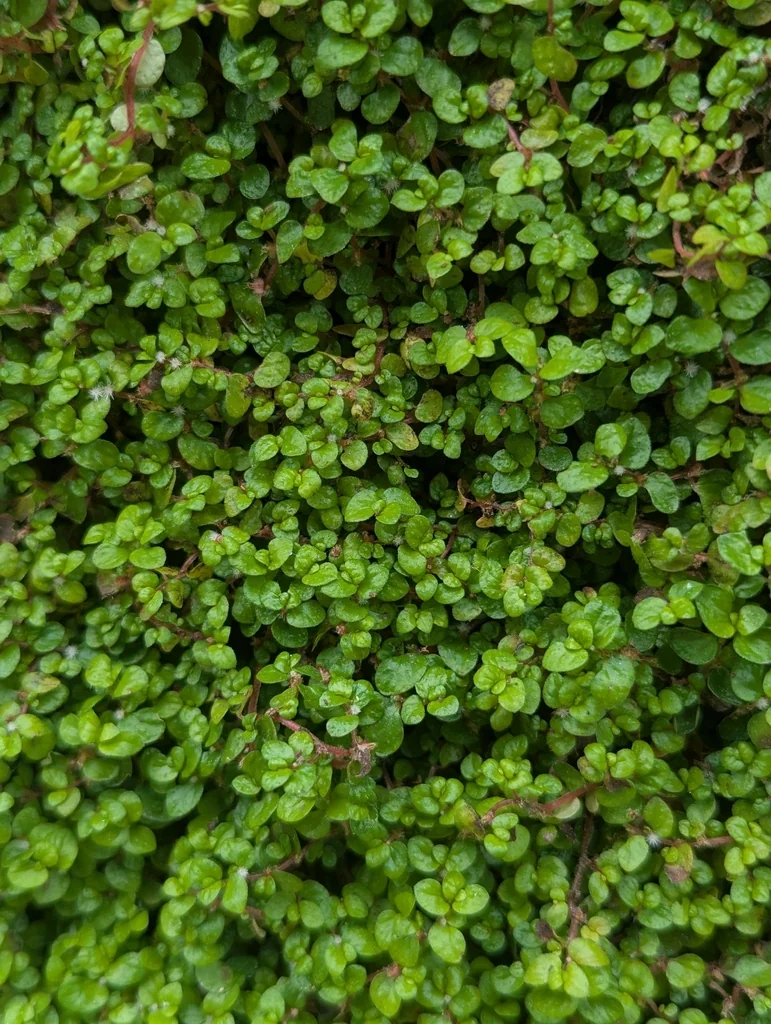 Soleirolia Soleirolii