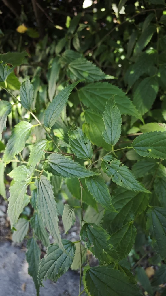 Celtis Australis