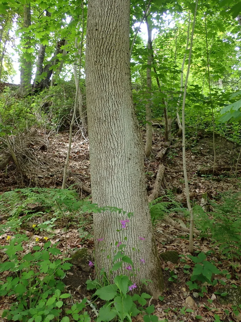 Fraxinus Americana