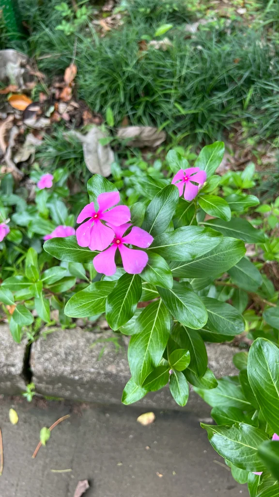 Catharanthus Roseus