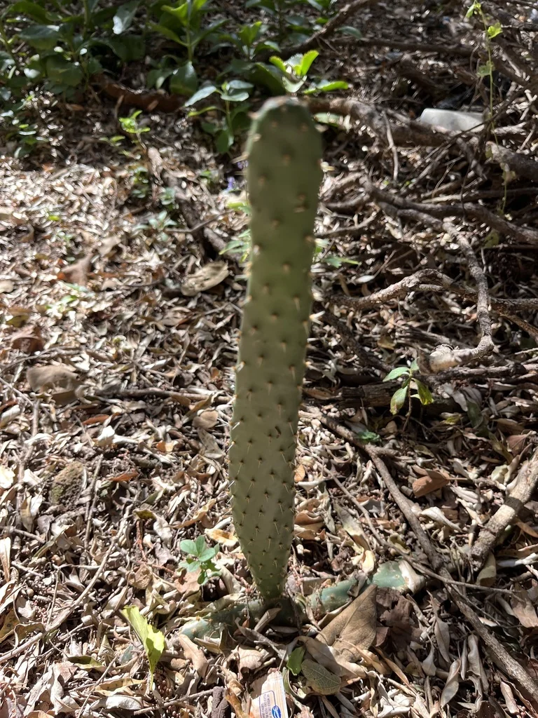 Opuntia Paraguayensis