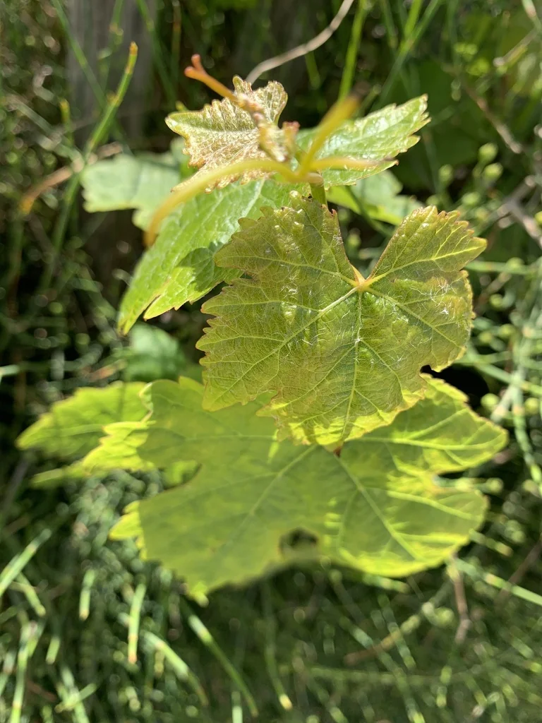 Vitis Vinifera