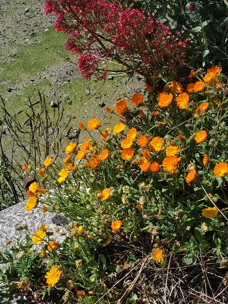 Calendula Officinalis