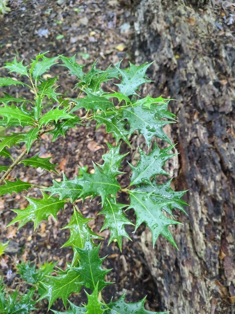 Osmanthus Heterophyllus