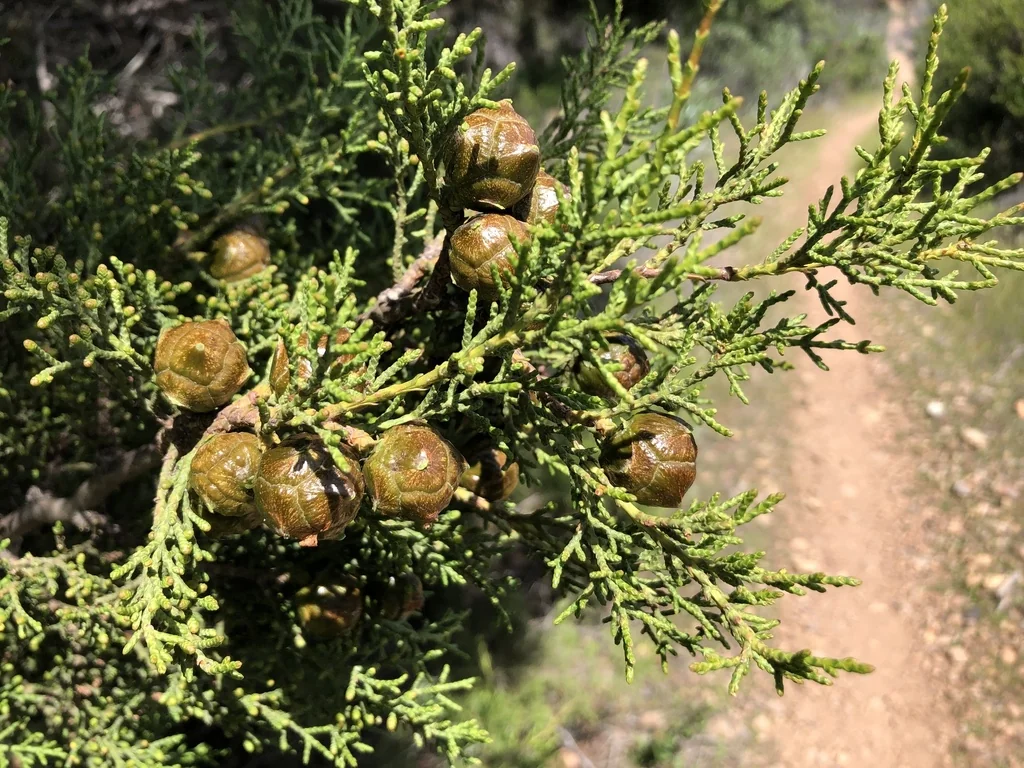 Hesperocyparis Forbesii