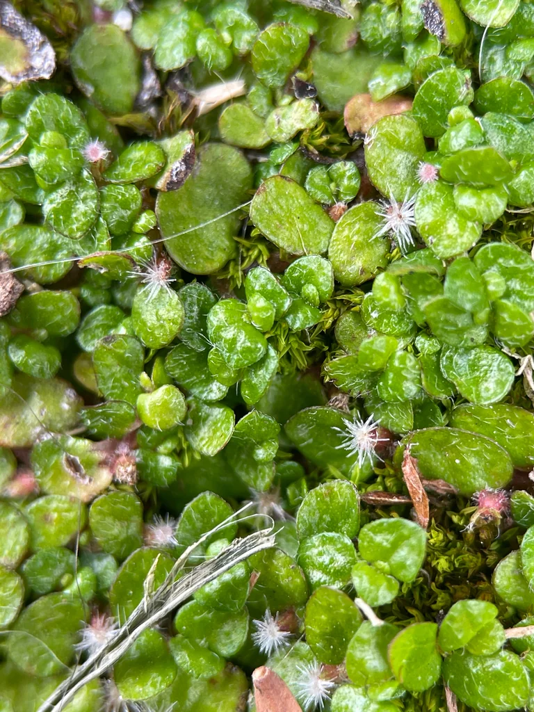 Soleirolia Soleirolii