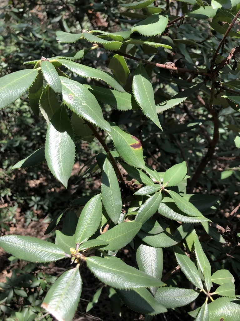 Comarostaphylis Diversifolia