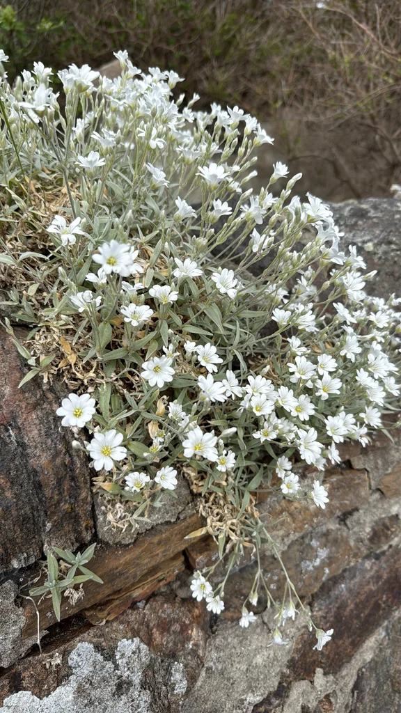 Cerastium tomentosum