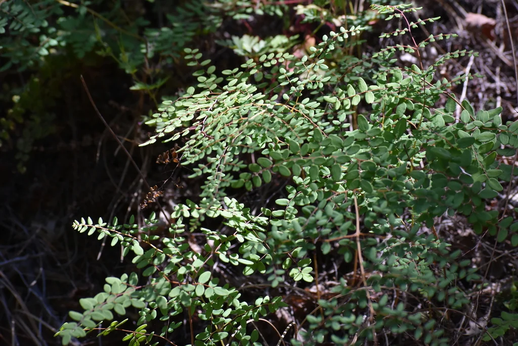 Pellaea Andromedifolia