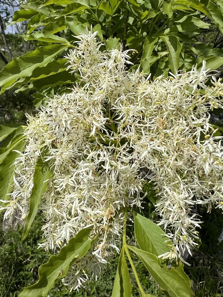 Fraxinus Ornus