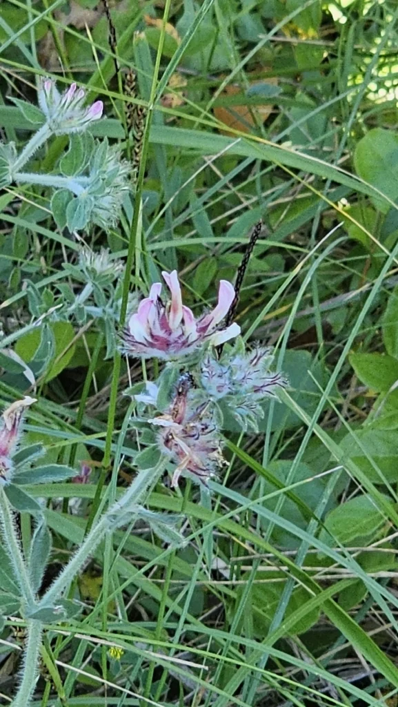 Dorycnium Hirsutum
