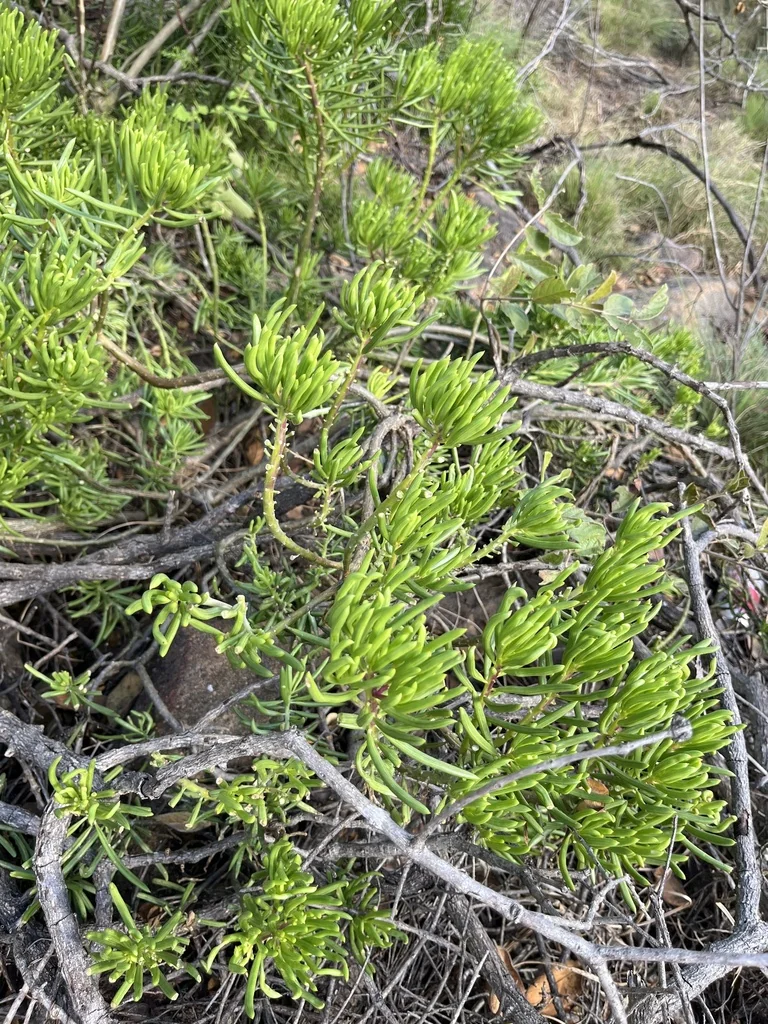 Senecio Barbertonicus