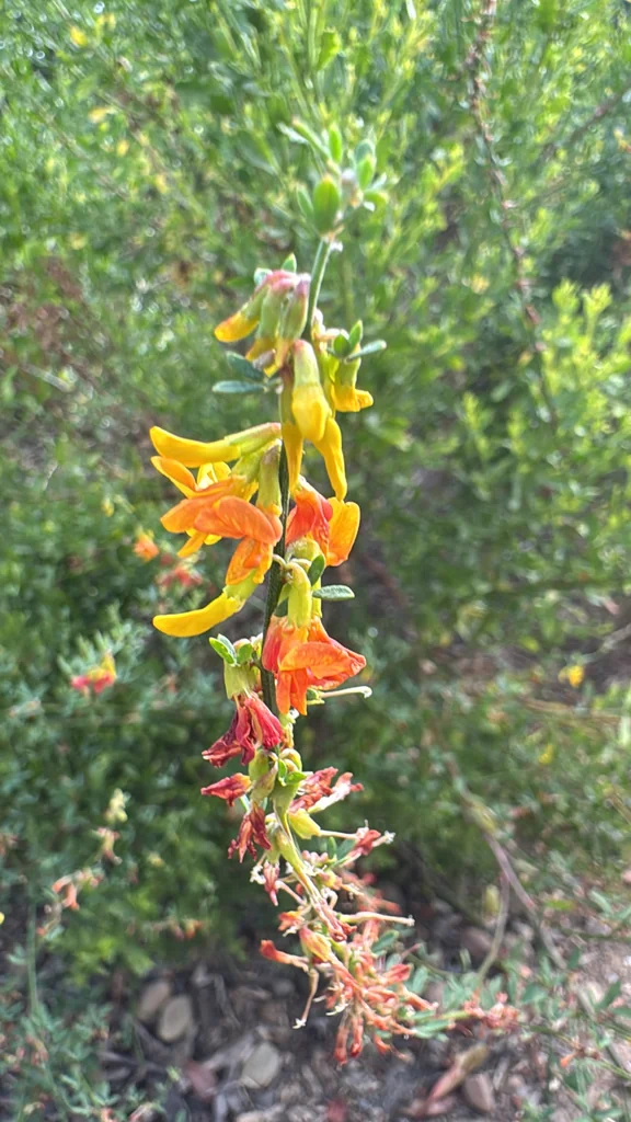 Lotus Scoparius