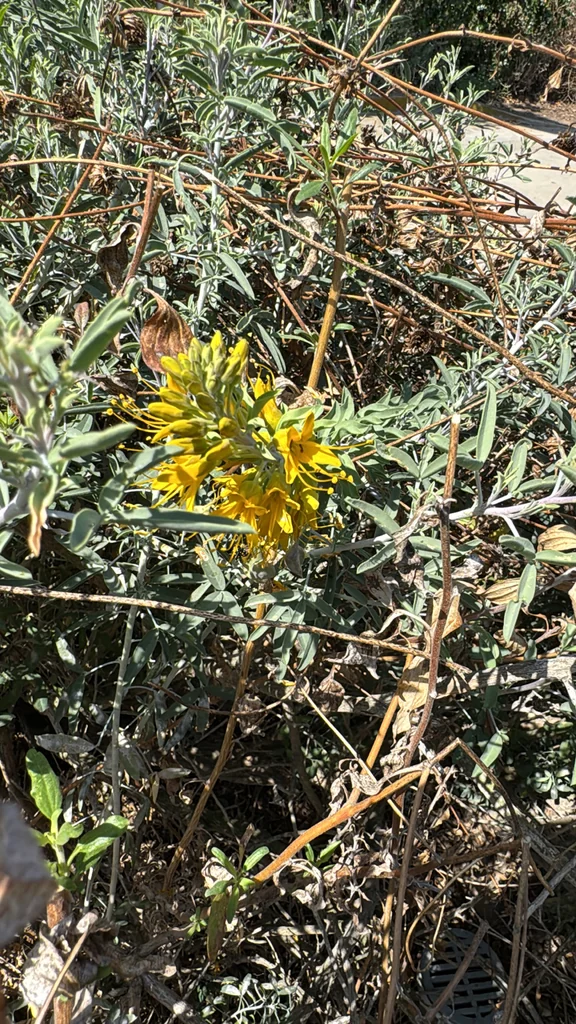 Isomeris Arborea