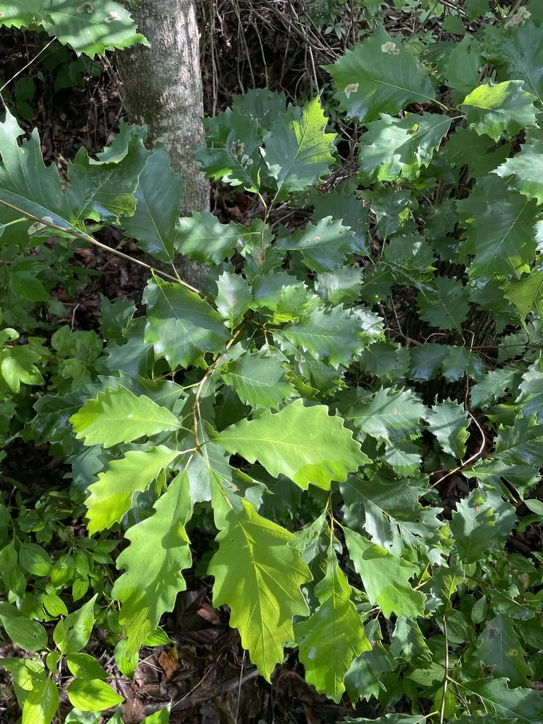 Quercus Muehlenbergii