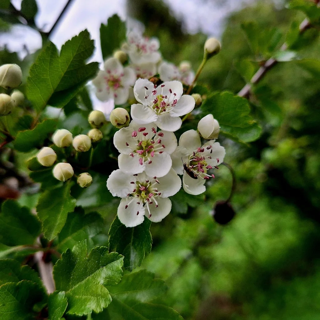 Crataegus Laevigata