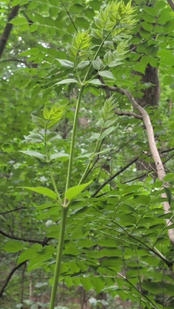 Aralia Elata