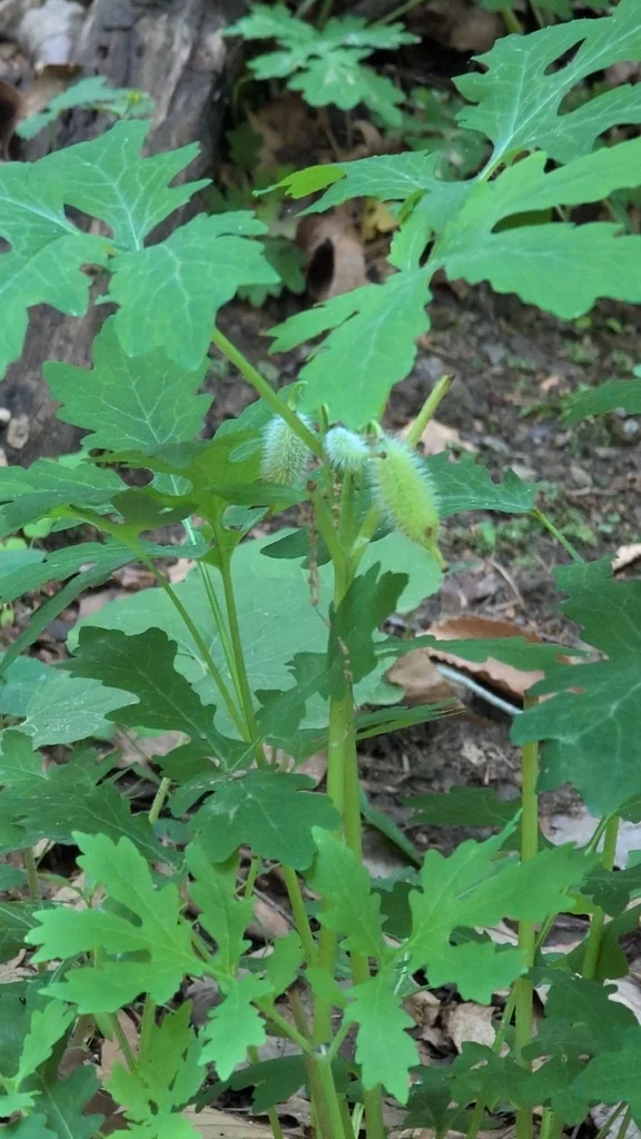 Stylophorum Diphyllum