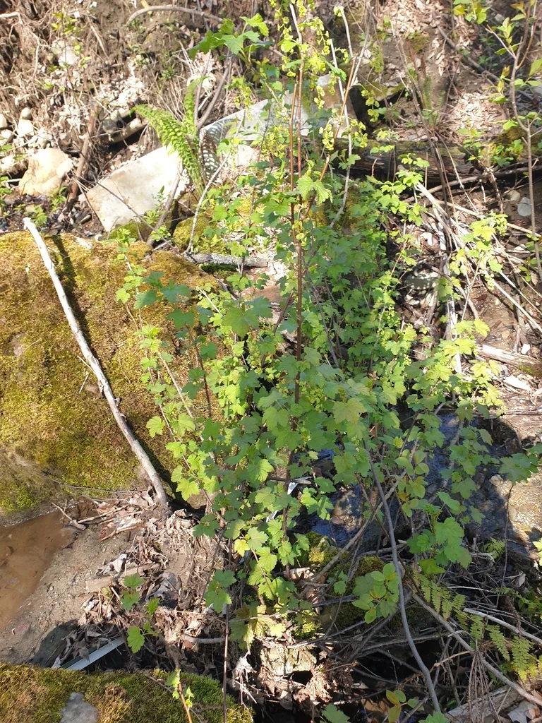 Ribes Rubrum