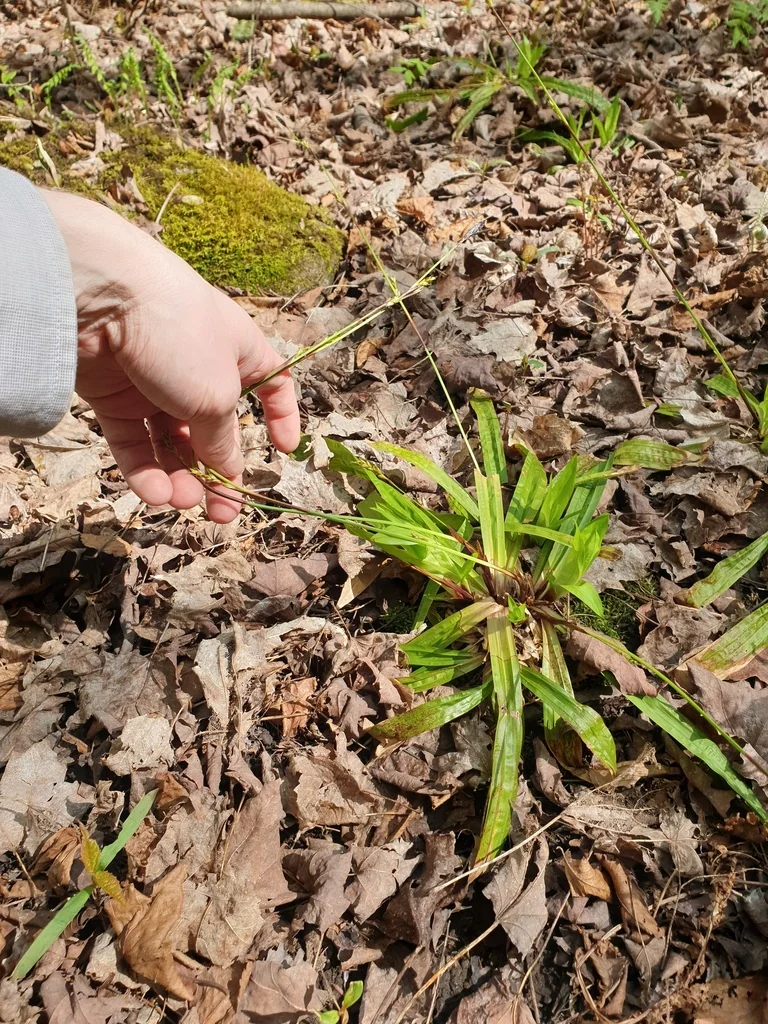 Carex plantaginea