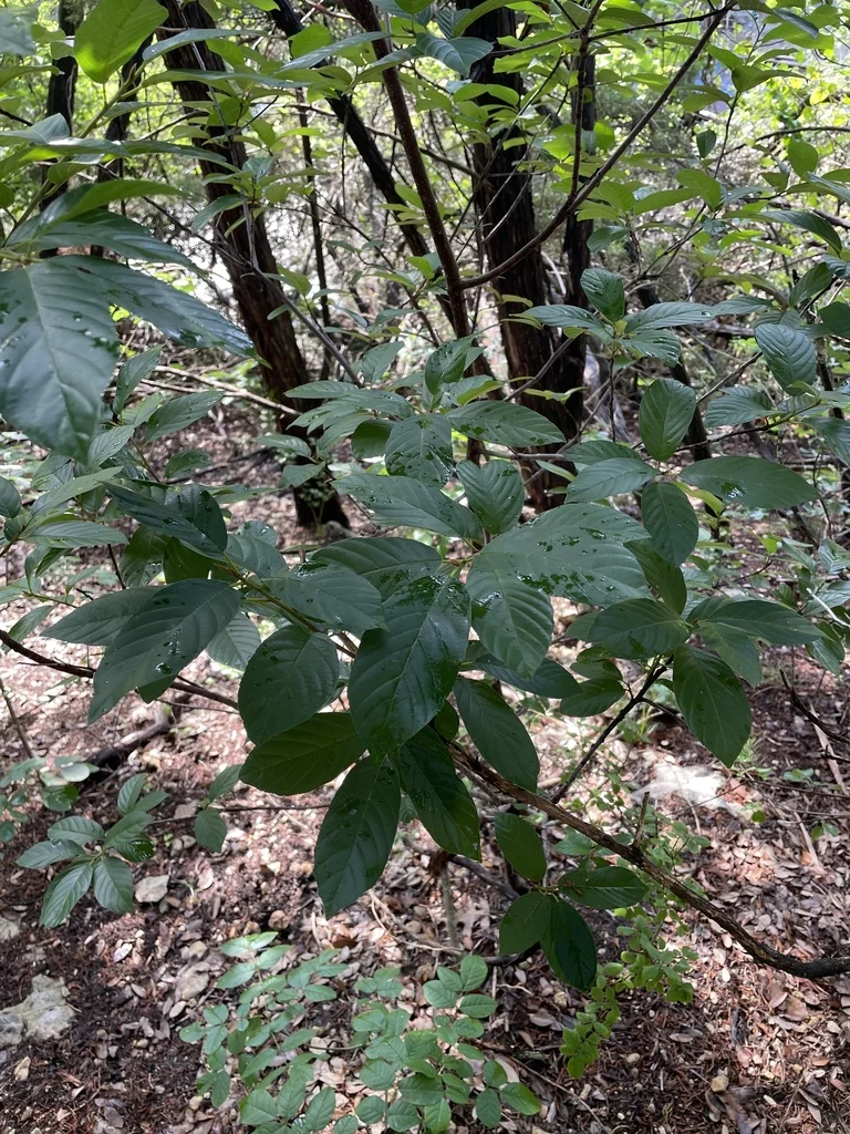 Rhamnus Caroliniana