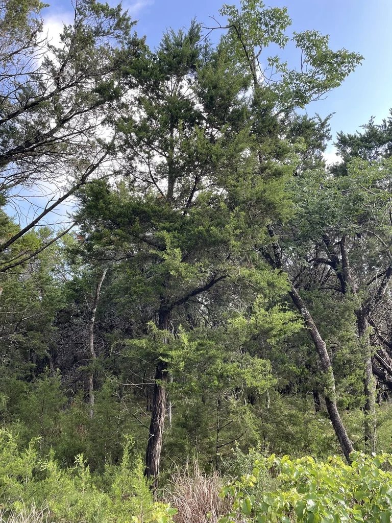 Juniperus Ashei