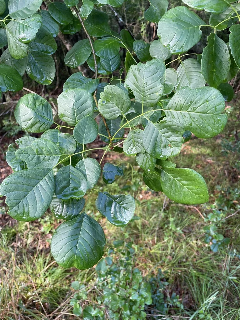 Fraxinus Texensis