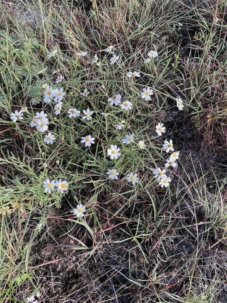Melampodium Leucanthum