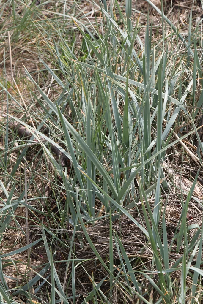 Leymus Arenarius