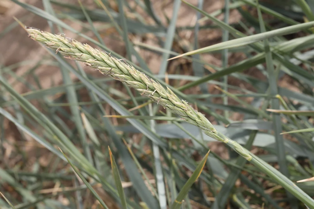 Leymus Arenarius