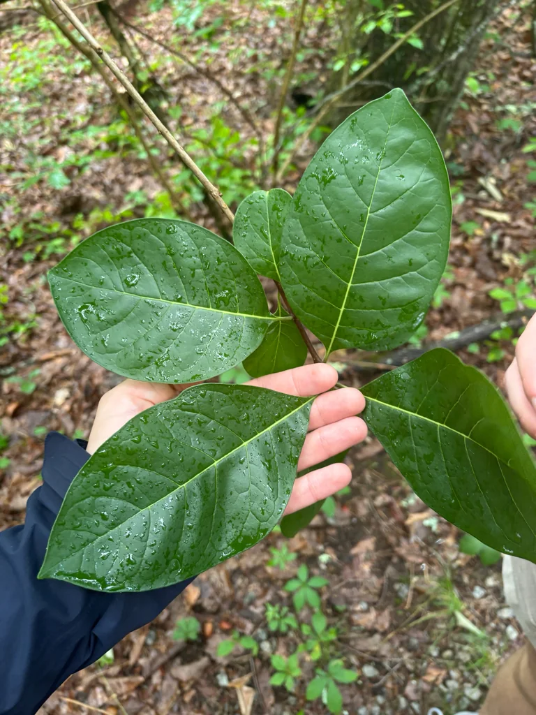 Chionanthus Virginicus