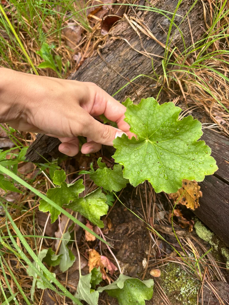 Heuchera Americana
