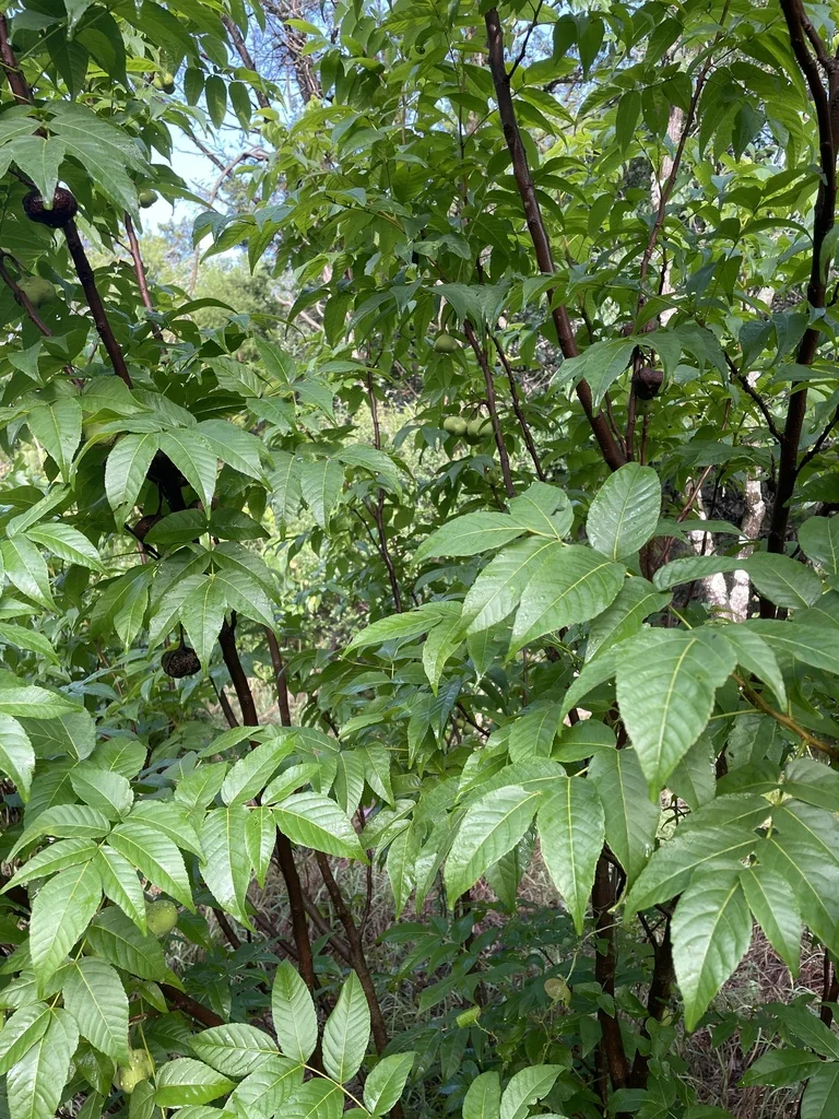 Ungnadia Speciosa