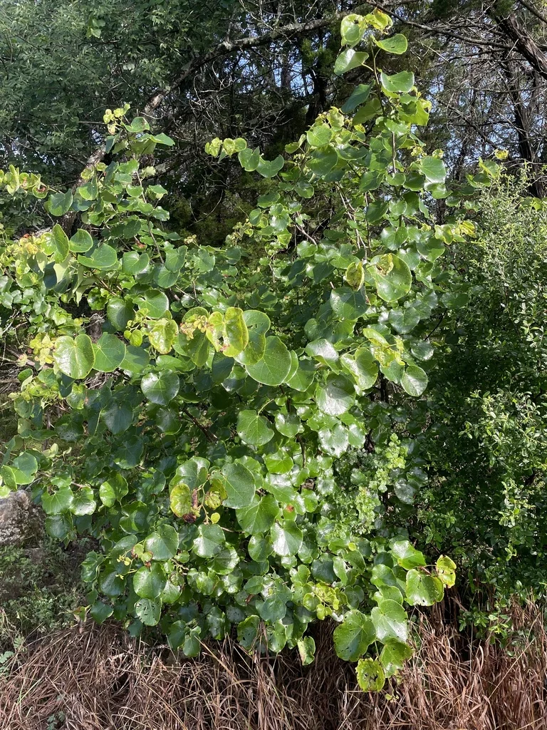 Cercis Canadensis Var. Texensis