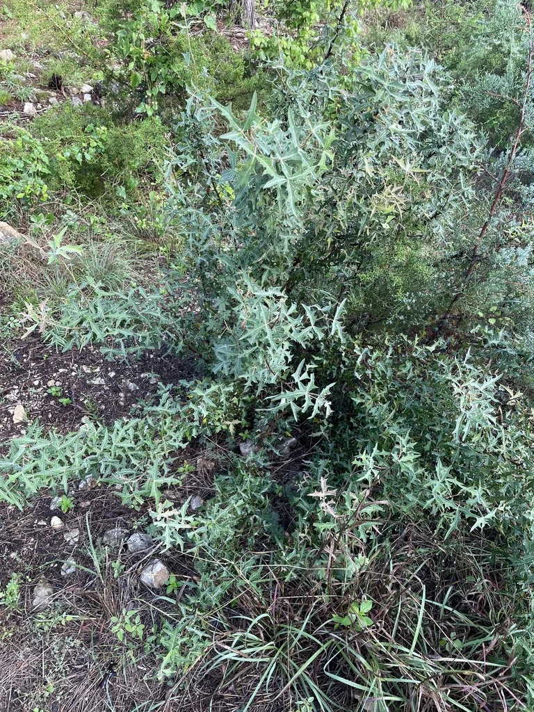 Berberis Trifoliolata