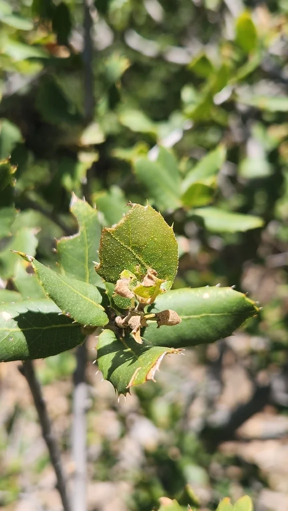 Quercus Wislizenii