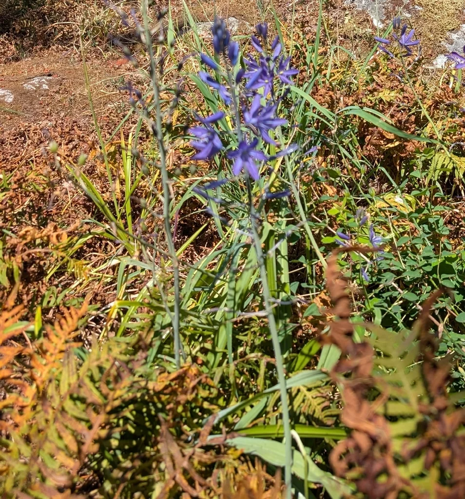 Camassia Leichtlinii