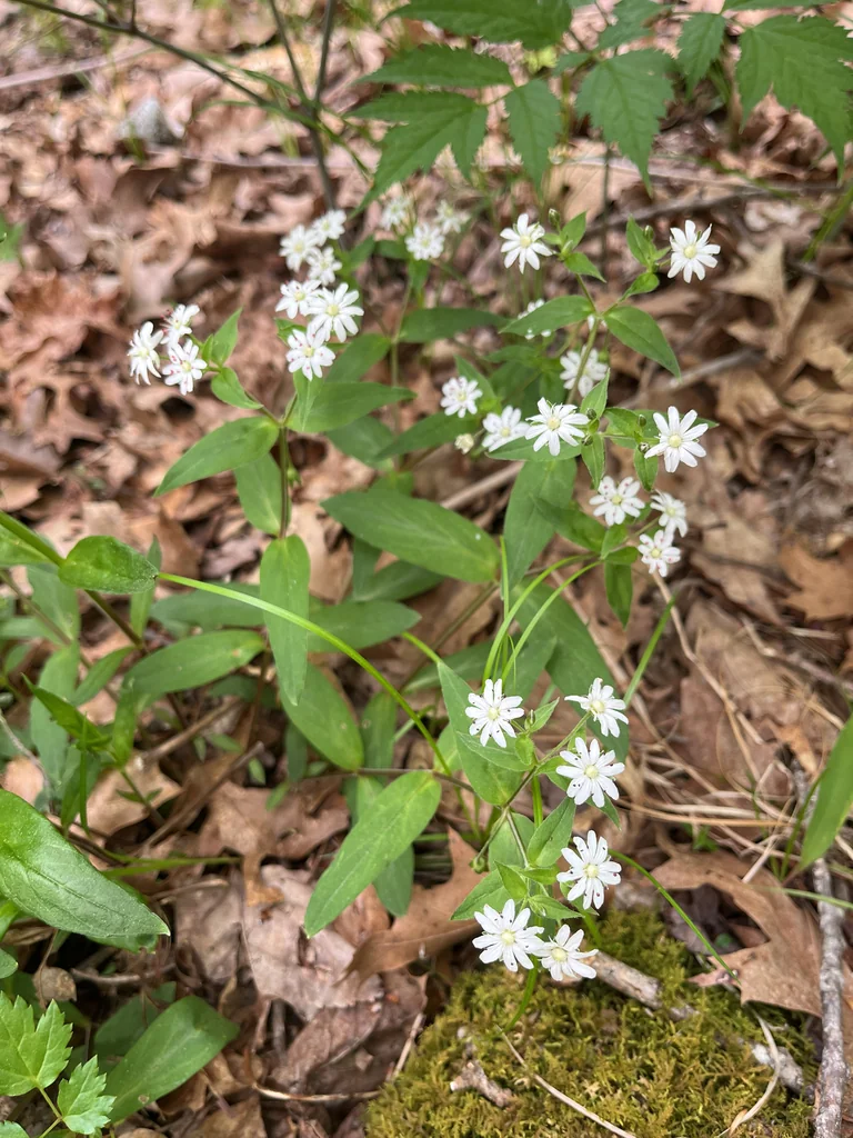 Stellaria Pubera