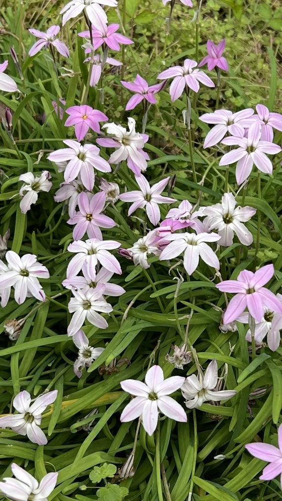 Ipheion Uniflorum