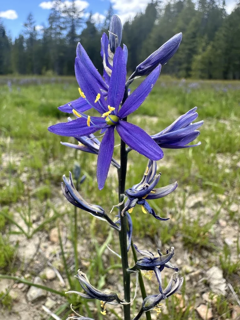 Camassia Quamash