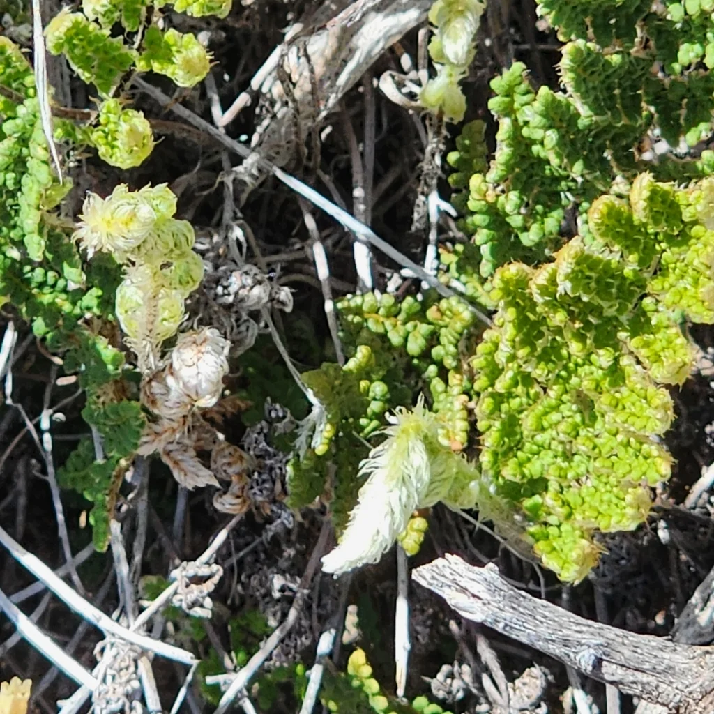 Myriopteris Covillei