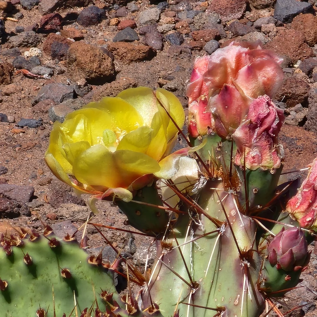 Opuntia Phaeacantha