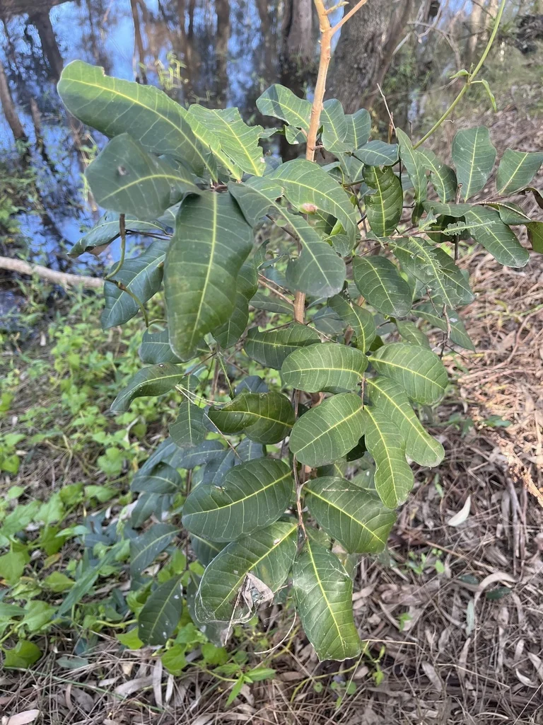 Cupaniopsis Anacardioides