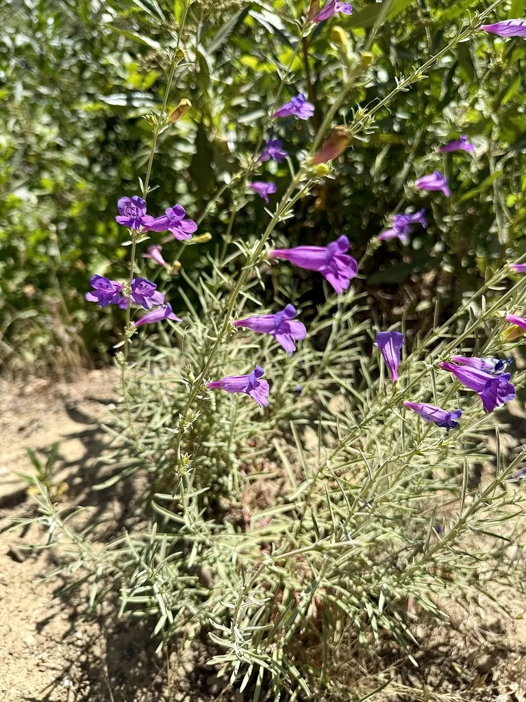 Penstemon Heterophyllus
