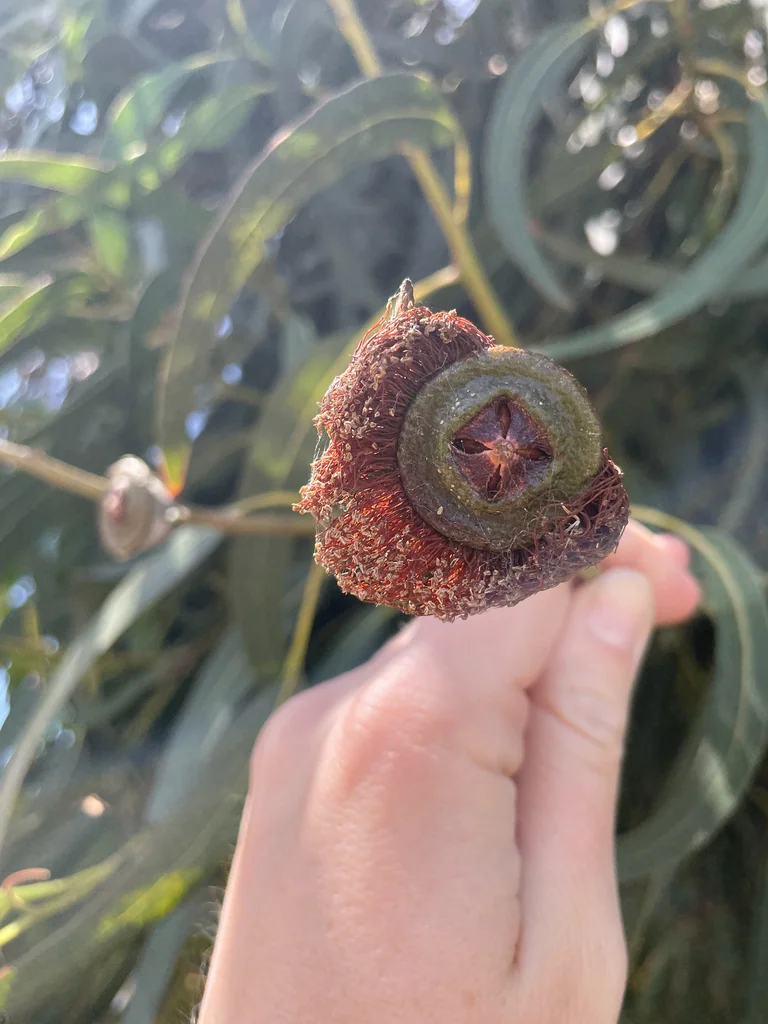 Eucalyptus Globulus