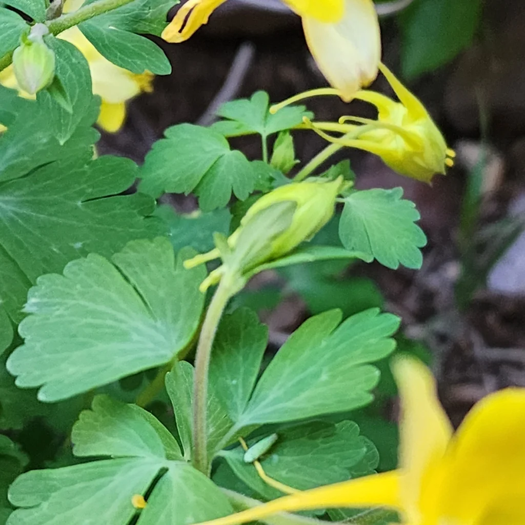 Aquilegia Chrysantha