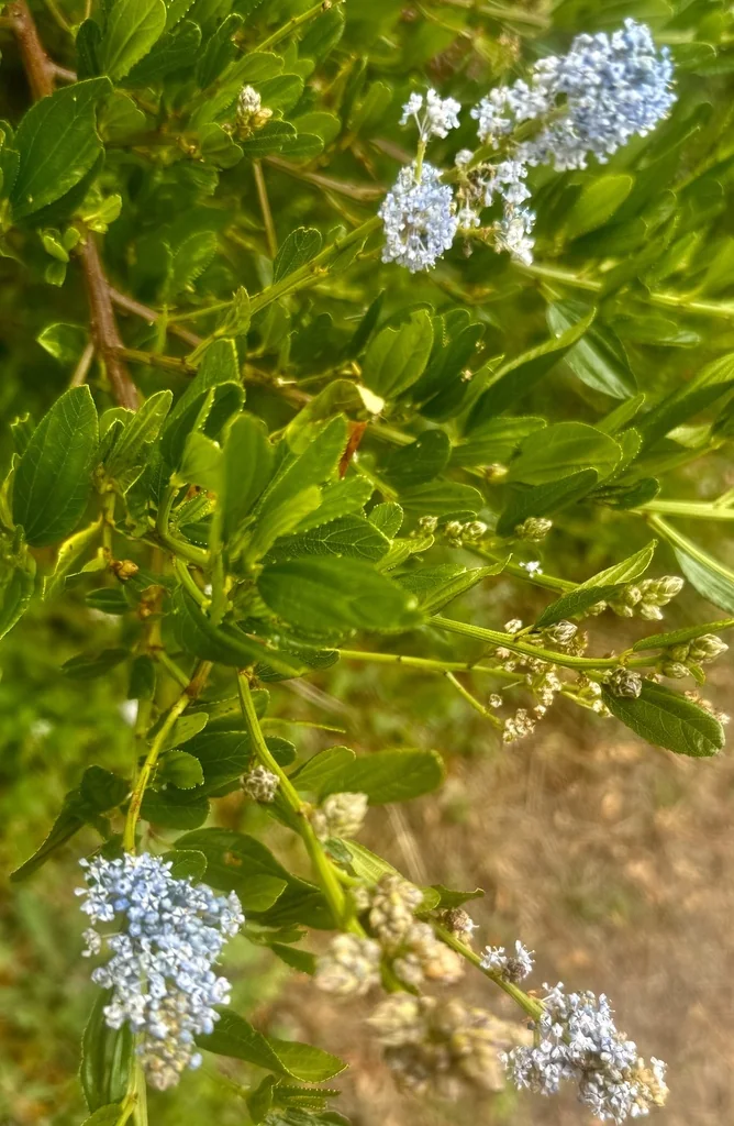Ceanothus Thyrsiflorus