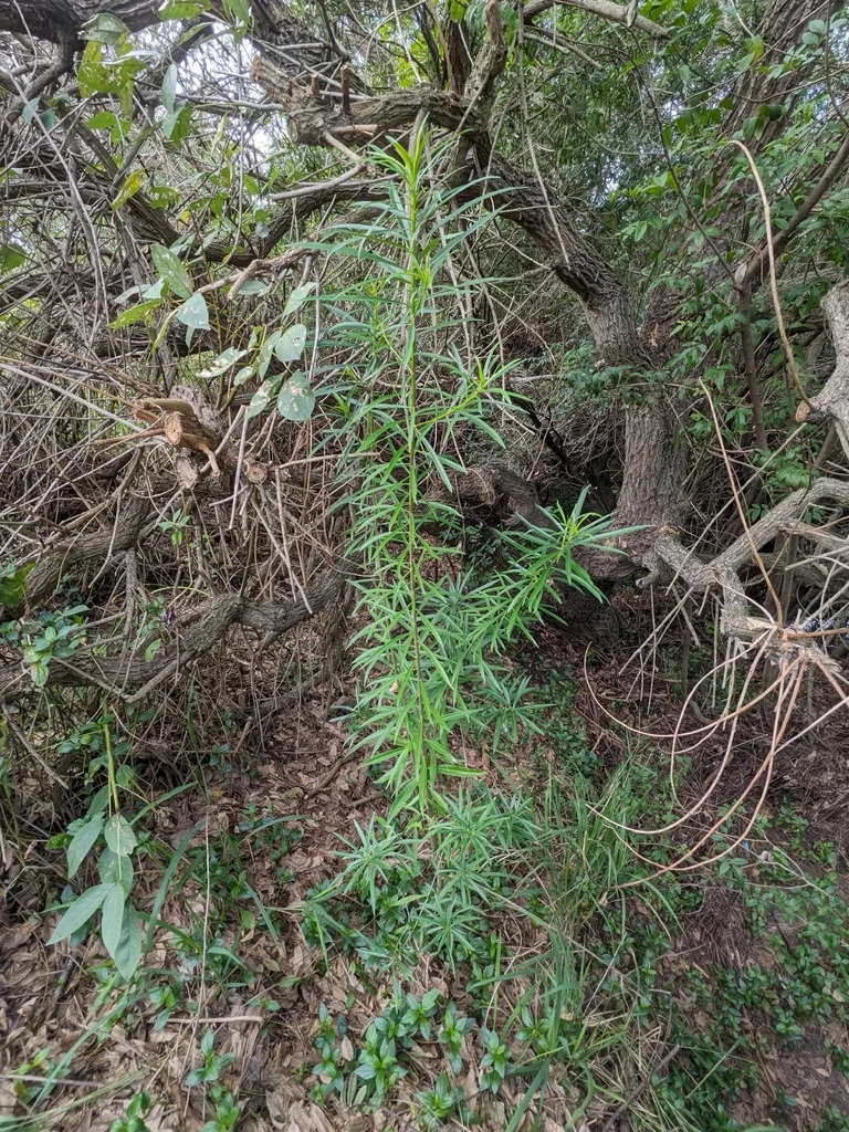 Thevetia Peruviana