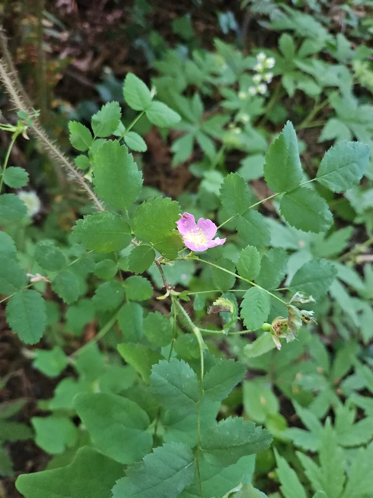 Rosa gymnocarpa